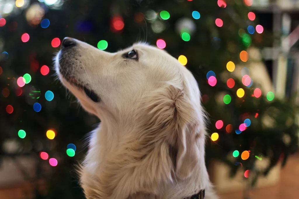 The Ultimate Gift Guide for Fur Babies and their Parents