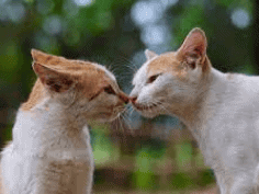 Which cat do you fundamentally identify with the most?