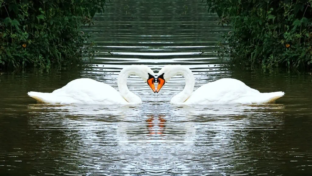 Two swans in a lake craning out their necks together to form a heart shape. Swans often symbolize the definition of monogamous due to their mating practices.