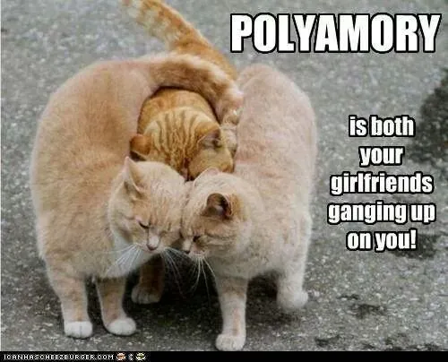 A funny poly dating meme featuring three orange cats. Two of the cats have smushed their faces together and blocked out the third. It reads: “Polyamory is both of your girlfriends ganging up on you.”