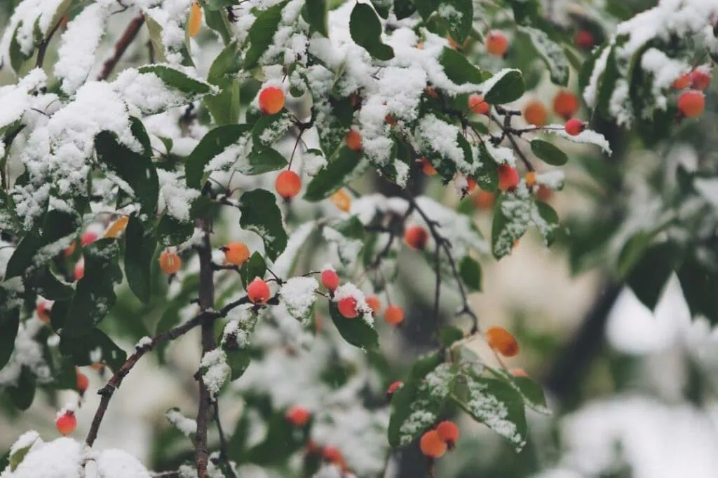 Cuffing Season Uncovered: Love’s Winter Journey Explained