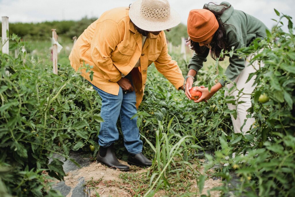 Two women in a cooperative garden working together to harvest tomatoes from the land. Gardening can be a great thing to get into to if you are on a dating hiatus.