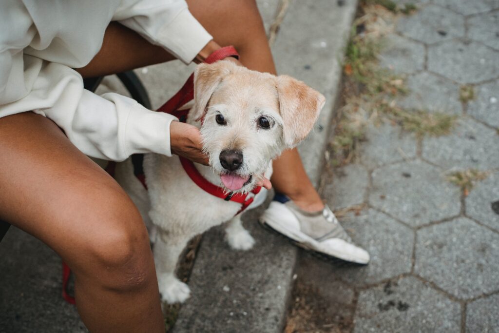 An image of a scruffy little white and brown dog and his Black femme mama sitting on the pavement. The dog is wearing a red collar and has his tongue out.